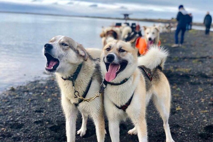Two dogs on a rocky shore with a body of water in the background. 3