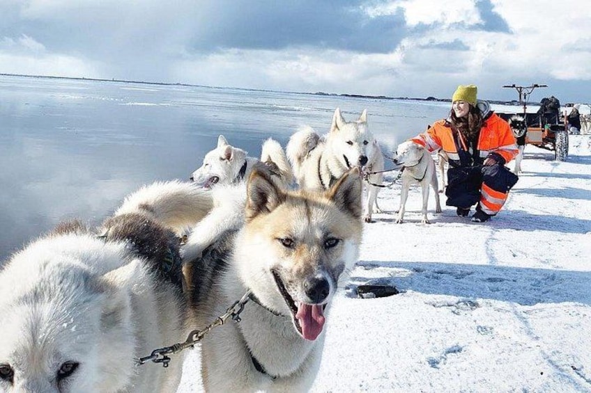 A group of huskies on a snowy beach with a person in an orange jacket. 1