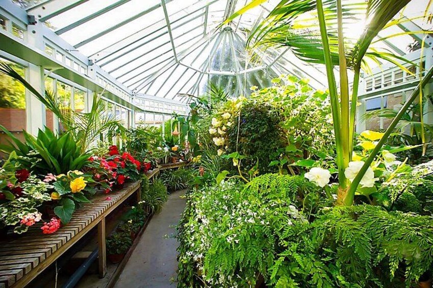 A greenhouse with various plants and flowers. 4