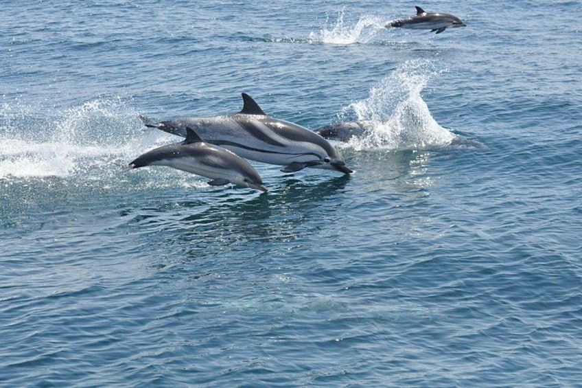 Gibraltar and Dolphin Watching Excursion from Malaga 1