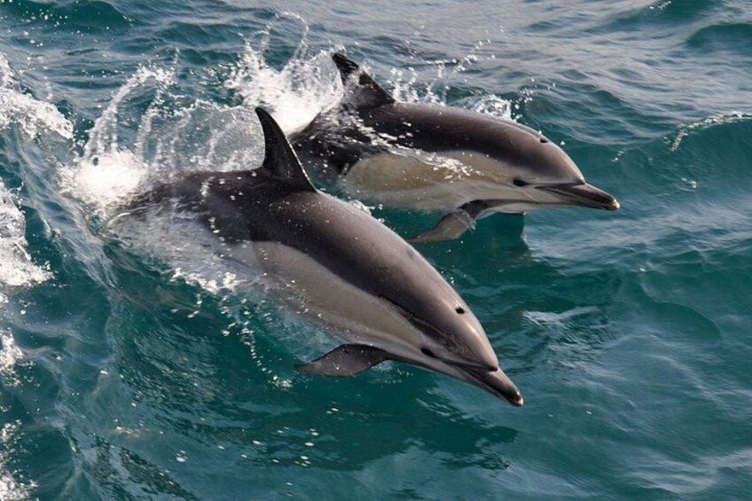 Gibraltar and Dolphin Watching Excursion from Malaga 3
