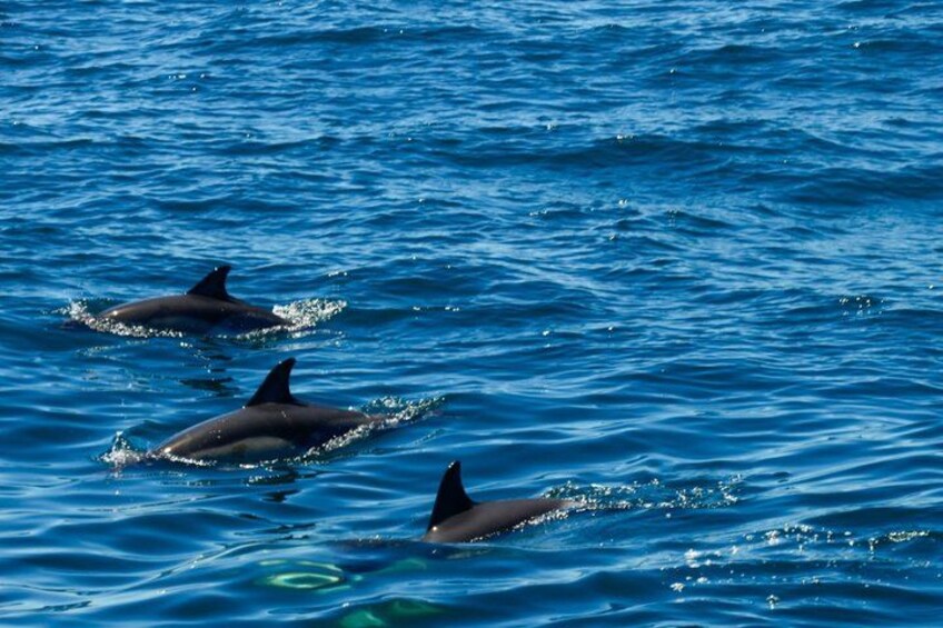 Tres delfines nadando en el océano. 2