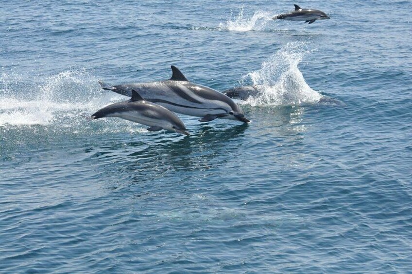 Delfines saltando fuera del agua. 1