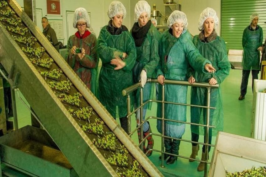 Een groep mensen in beschermende kleding bekijkt zaailingen op een transportband in een kas. 4
