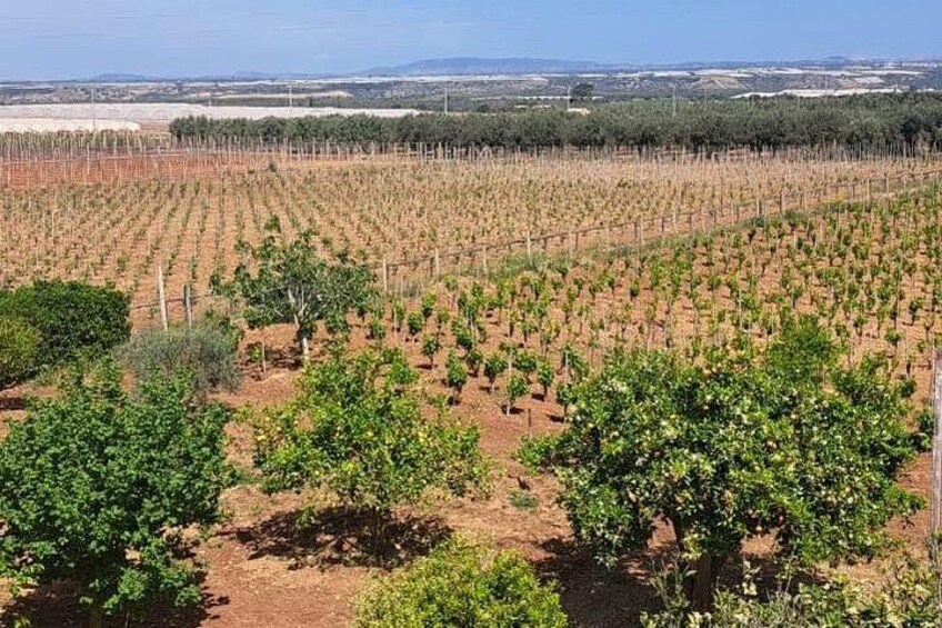 Oil, Wine and Cooking Class Activity in Sicily 3