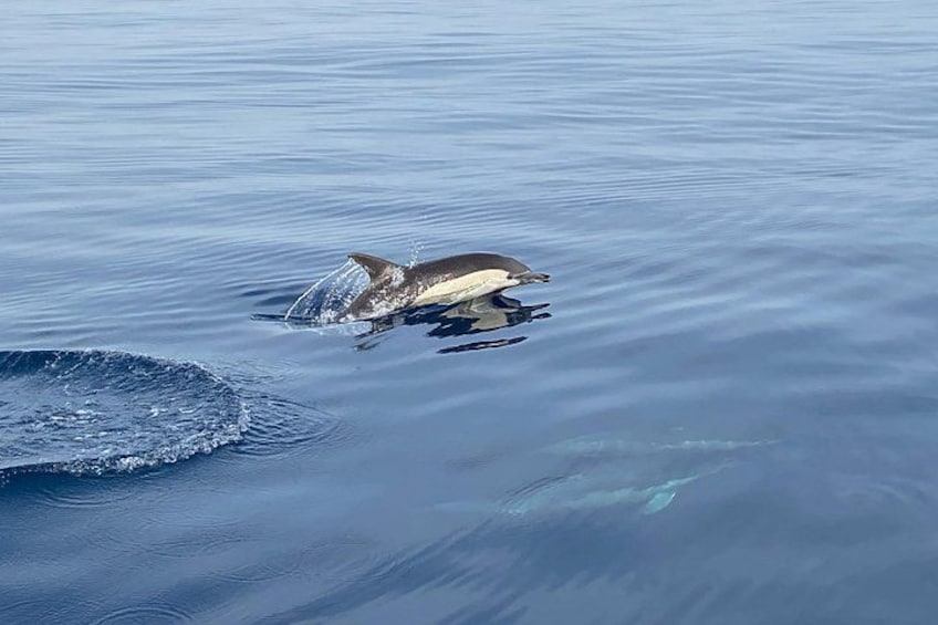 La Herradura: Sailboat with a view of dolphins-Shared 3