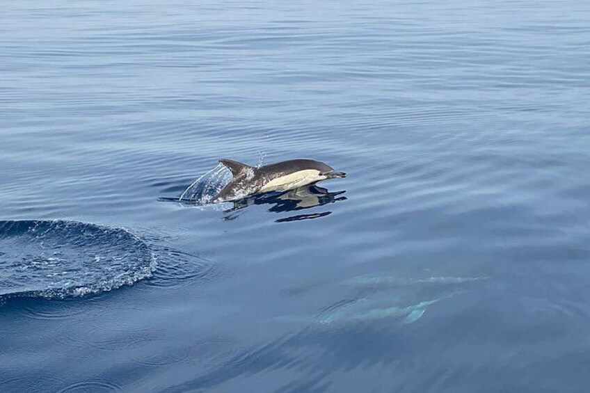 La Herradura: Sailboat with a view of dolphins-Shared 3