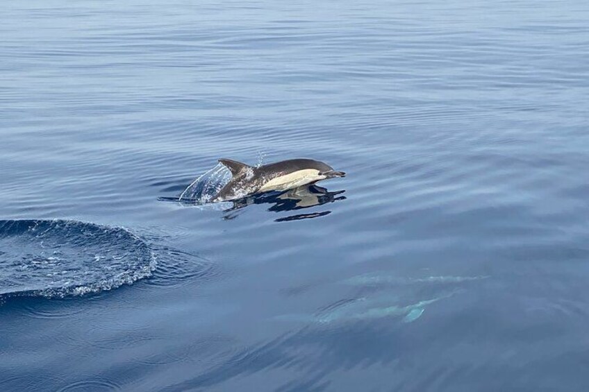 La Herradura: Sailboat with a view of dolphins-Shared 4