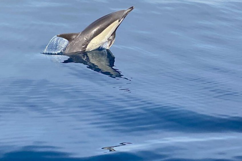 La Herradura: Sailboat with a view of dolphins-Shared 2