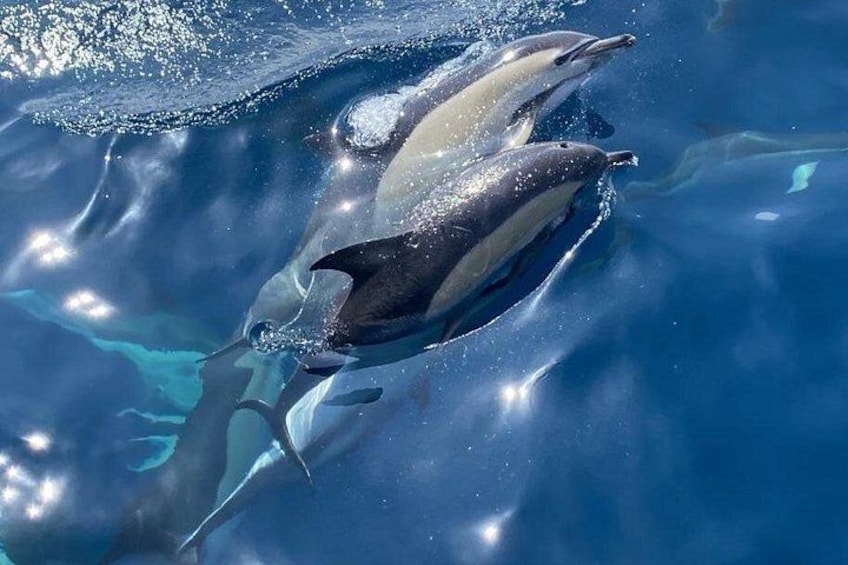 La Herradura: Sailboat with a view of dolphins-Shared 2