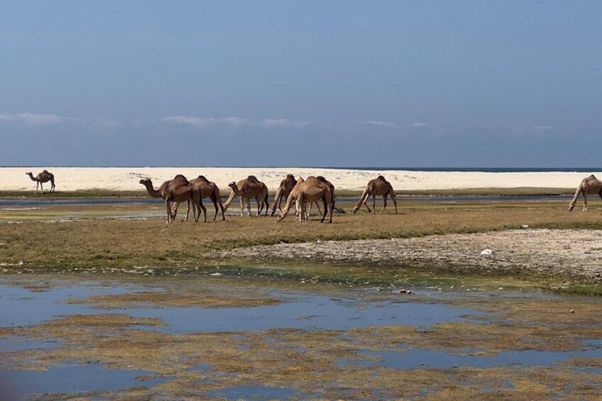 A group of camels grazing near a body of water with a sandy beach in the background. 5