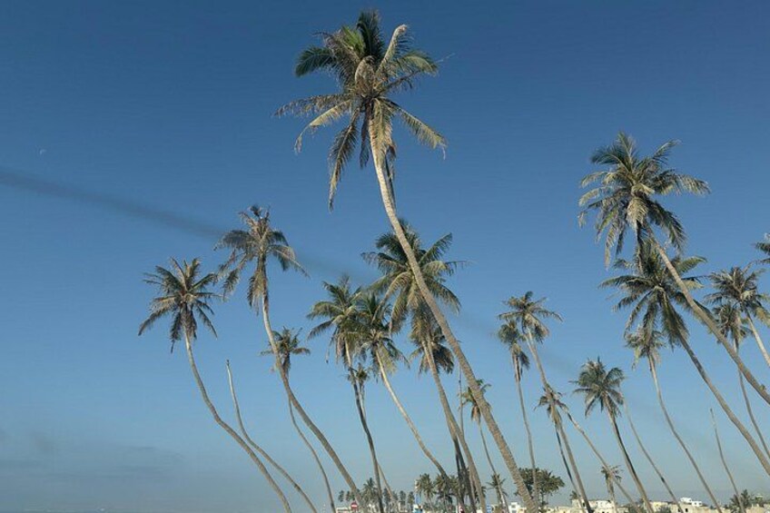 Tall palm trees against a clear sky. 4