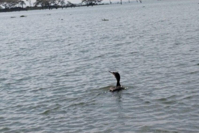Hells Gate National Park & Lake Naivasha Day Trip from Nairobi 5