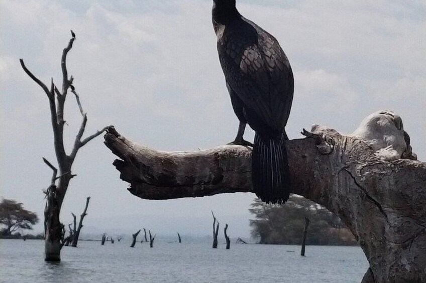 Hells Gate National Park & Lake Naivasha Day Trip from Nairobi 4