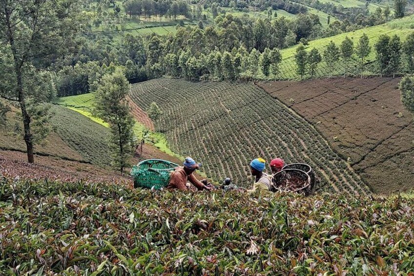 Purple Tea Farmers 1