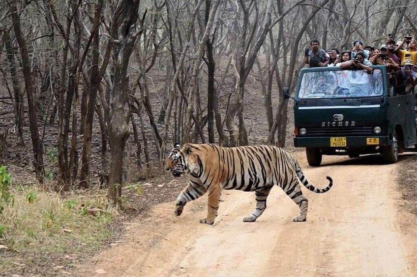 Ranthambore Tiger Reserve 3
