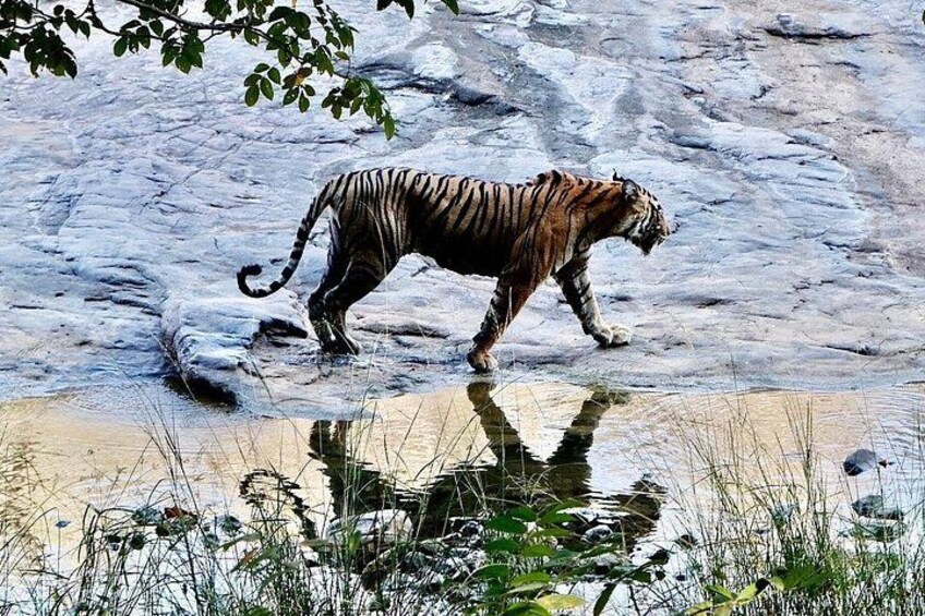 Tiger Sighting at Ranthambore 2
