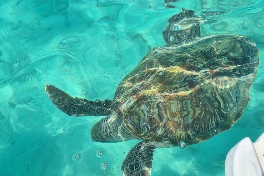 Aqua Adventure – Private North Tour & Turtle Discovery with Lunch 5