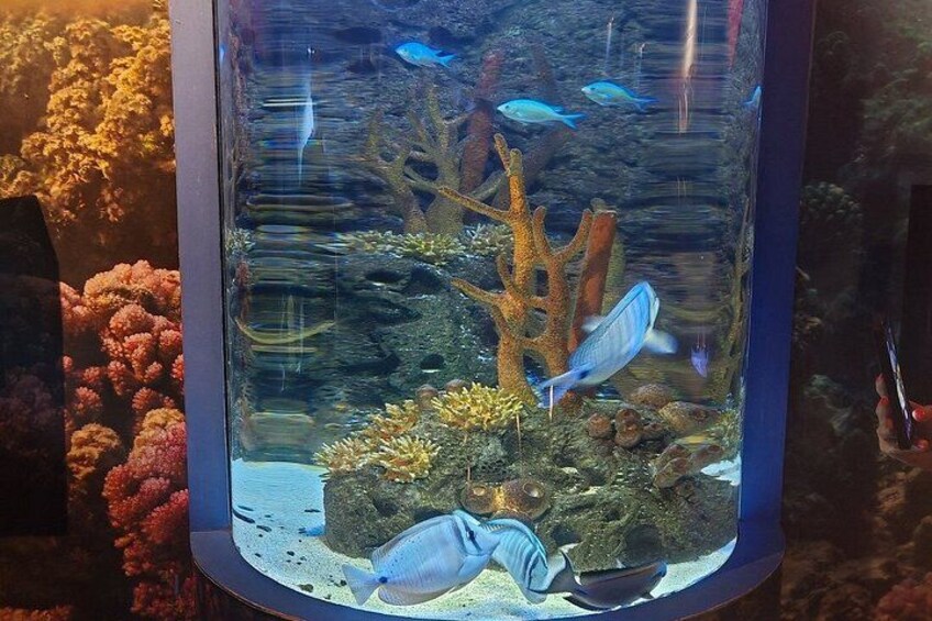 The North with Odysseo Aquarium, Botanical Garden and Lunch 1