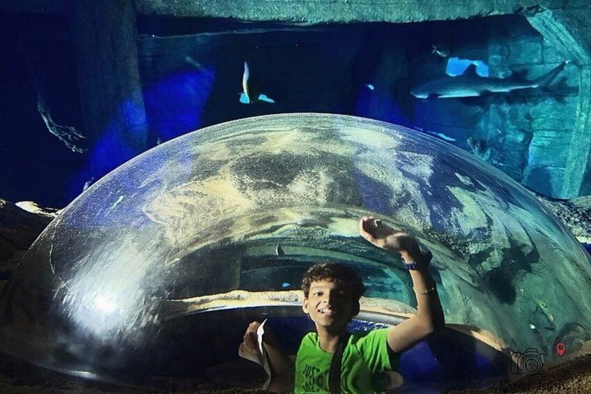 The North with Odysseo Aquarium, Botanical Garden and Lunch 5