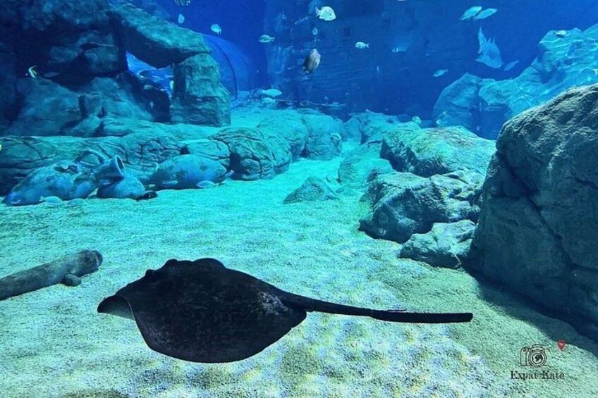 The North with Odysseo Aquarium, Botanical Garden and Lunch 3