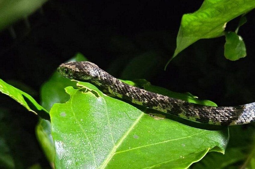Un serpent sur une feuille verte. 3