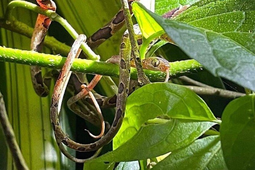 Un serpent s'enroulait autour d'une branche verte d'une plante. 5