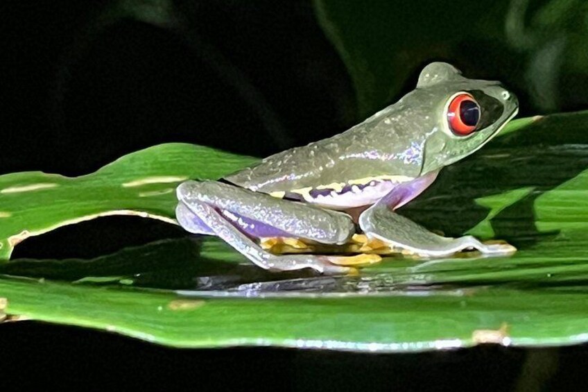 Une grenouille sur une feuille verte. 2