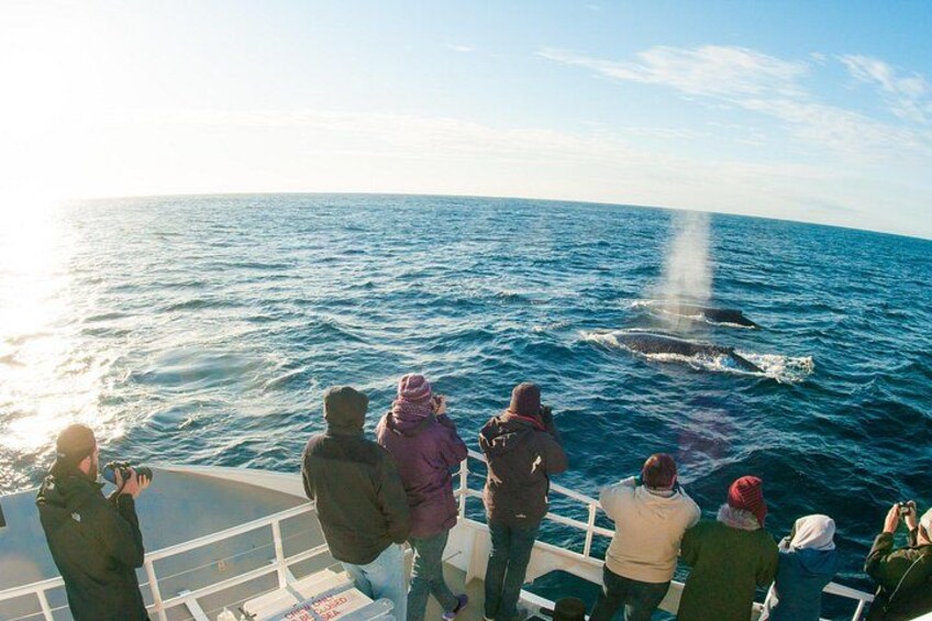 Private tour: Port Stephens, departing Newcastle - Whales! 5