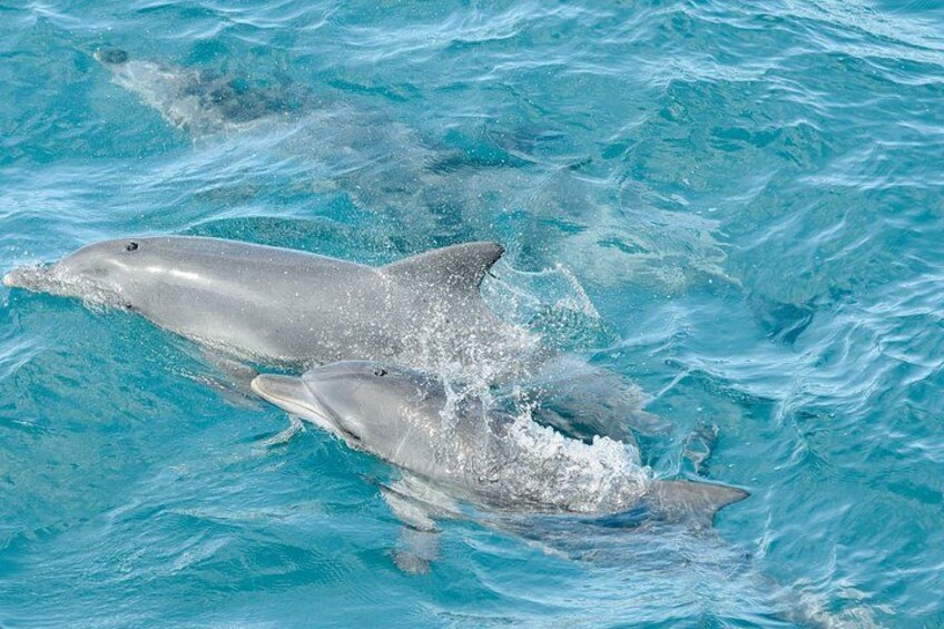 Private tour: Port Stephens, departing Newcastle - Whales! 4