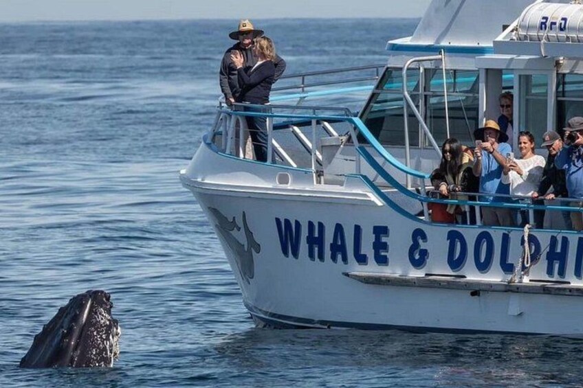 Private tour: Port Stephens, departing Newcastle - Whales! 1