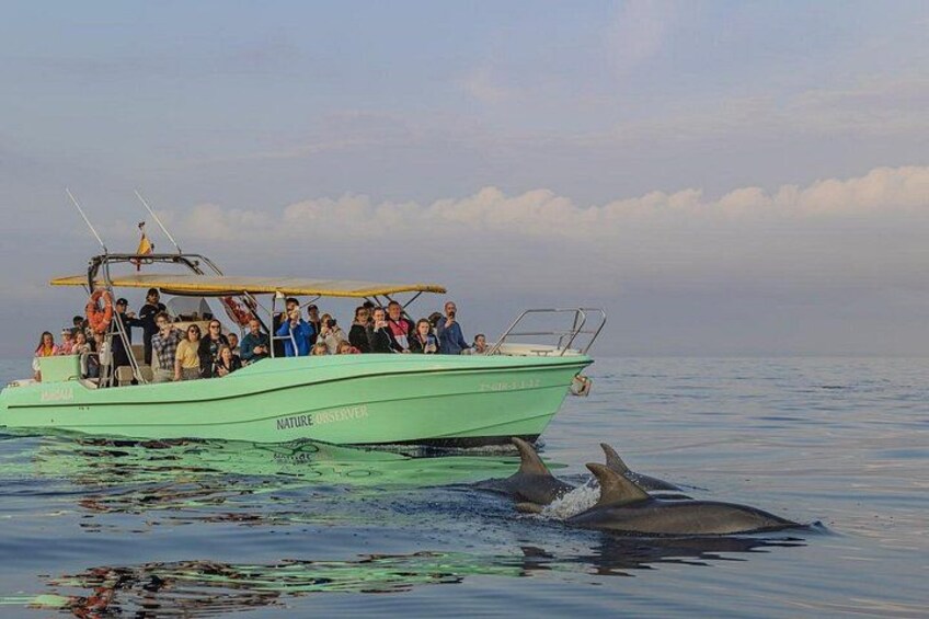 Mallorca: Fast-Boat Dolphin Watching with Sunrise Option 3
