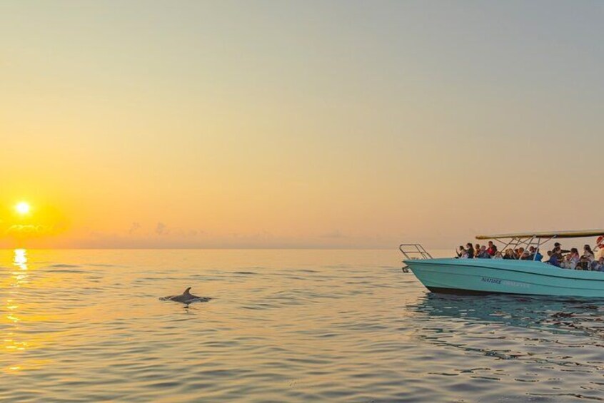 A boat with passengers at sunset, a dolphin in the water, and a calm sea. 1