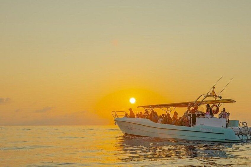 Mallorca: Fast-Boat Dolphin Watching with Sunrise Option 4