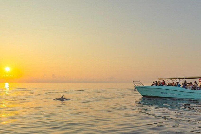 Mallorca: Fast-Boat Dolphin Watching with Sunrise Option 1
