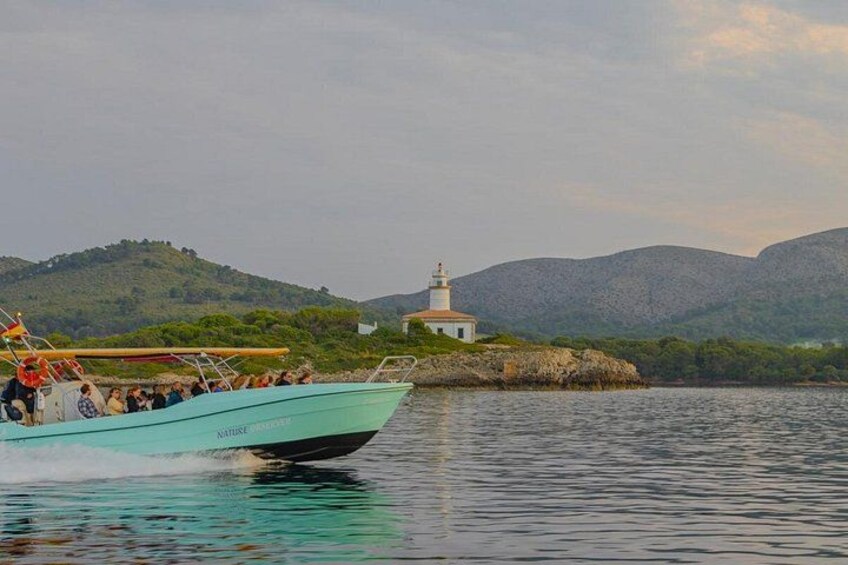 Mallorca: Fast-Boat Dolphin Watching with Sunrise Option 2