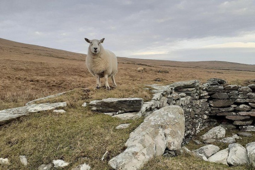 A sheep standing in a field with a stone wall in the foreground. 4