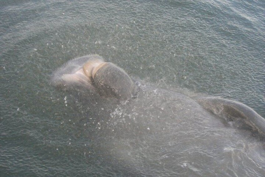 2 Hr Guaranteed Dolphin, Melbourne, ,Cocoa Beach.1030 am 1