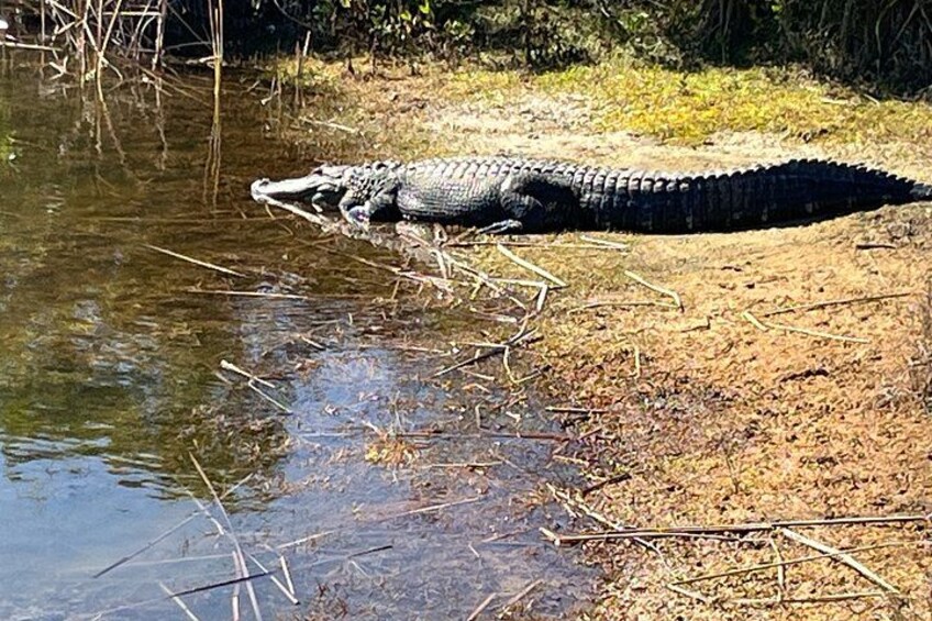 Un caimán descansando junto a un cuerpo de agua fangosa rodeado de vegetación seca. 3