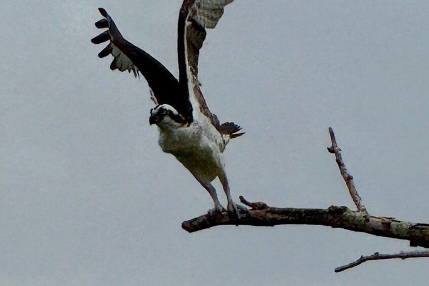 Un pájaro con las alas extendidas posado en una rama. 4