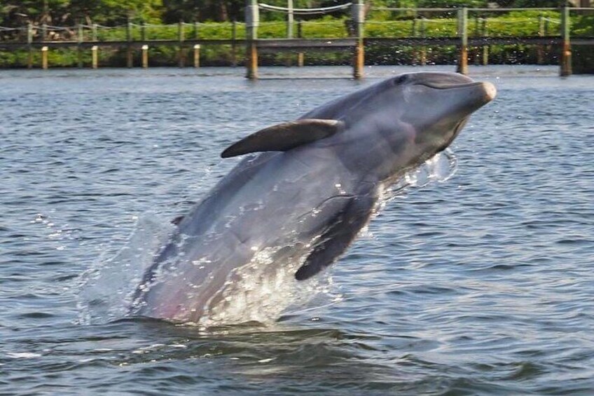 A dolphin leaping out of the water. 1