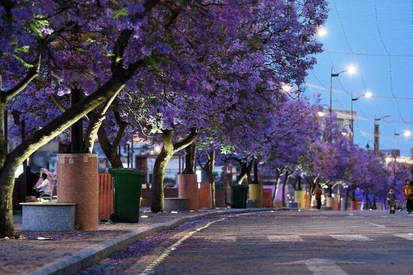 A tree-lined street with purple flowering trees, street lamps, and trash bins. 2