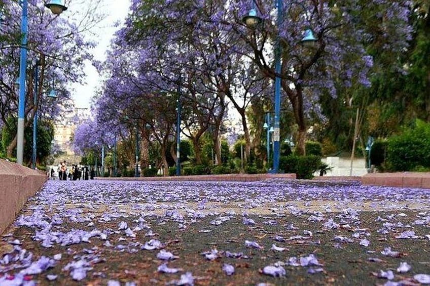 A park with purple flowering trees, a paved walkway, and lampposts. 3
