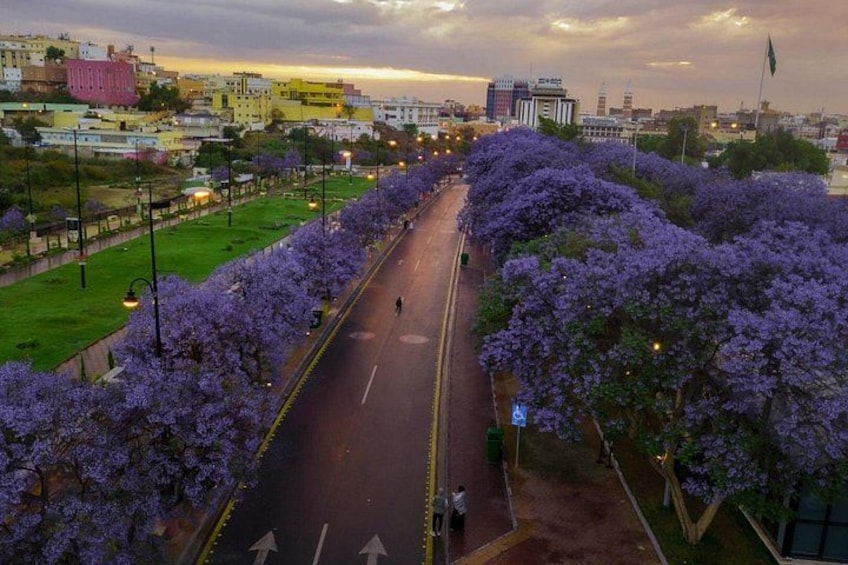 A road lined with purple flowering trees, a clear sky, and buildings in the background. 5