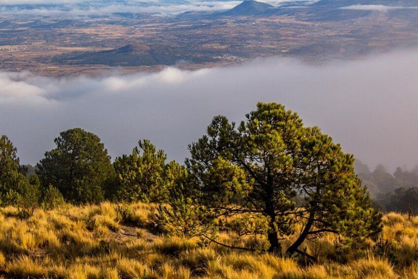 The forests of La Malinche Mountain. 2