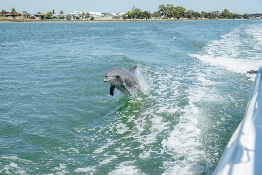 Giant and Dolphin Sightseeing Cruise in Mandurah 2