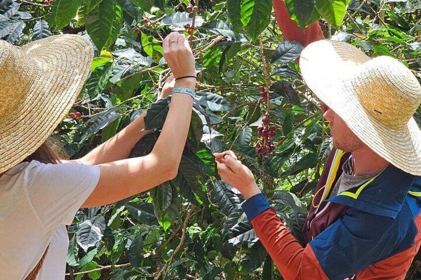 Ancestral Coffee Experience in Boquete 2