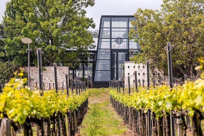A vineyard with rows of grapevines, a modern building, and a stone wall. 4