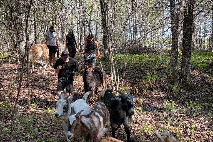 Walk & Lunch With Llamas (Outdoor Dining & Animals) 2