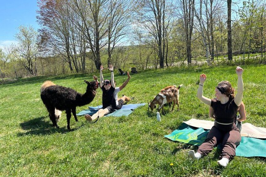 Walk & Lunch With Llamas (Outdoor Dining & Animals) 3